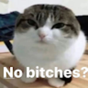 Meet your Posher, Blaize